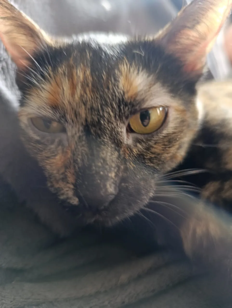 Pellie — foto 3