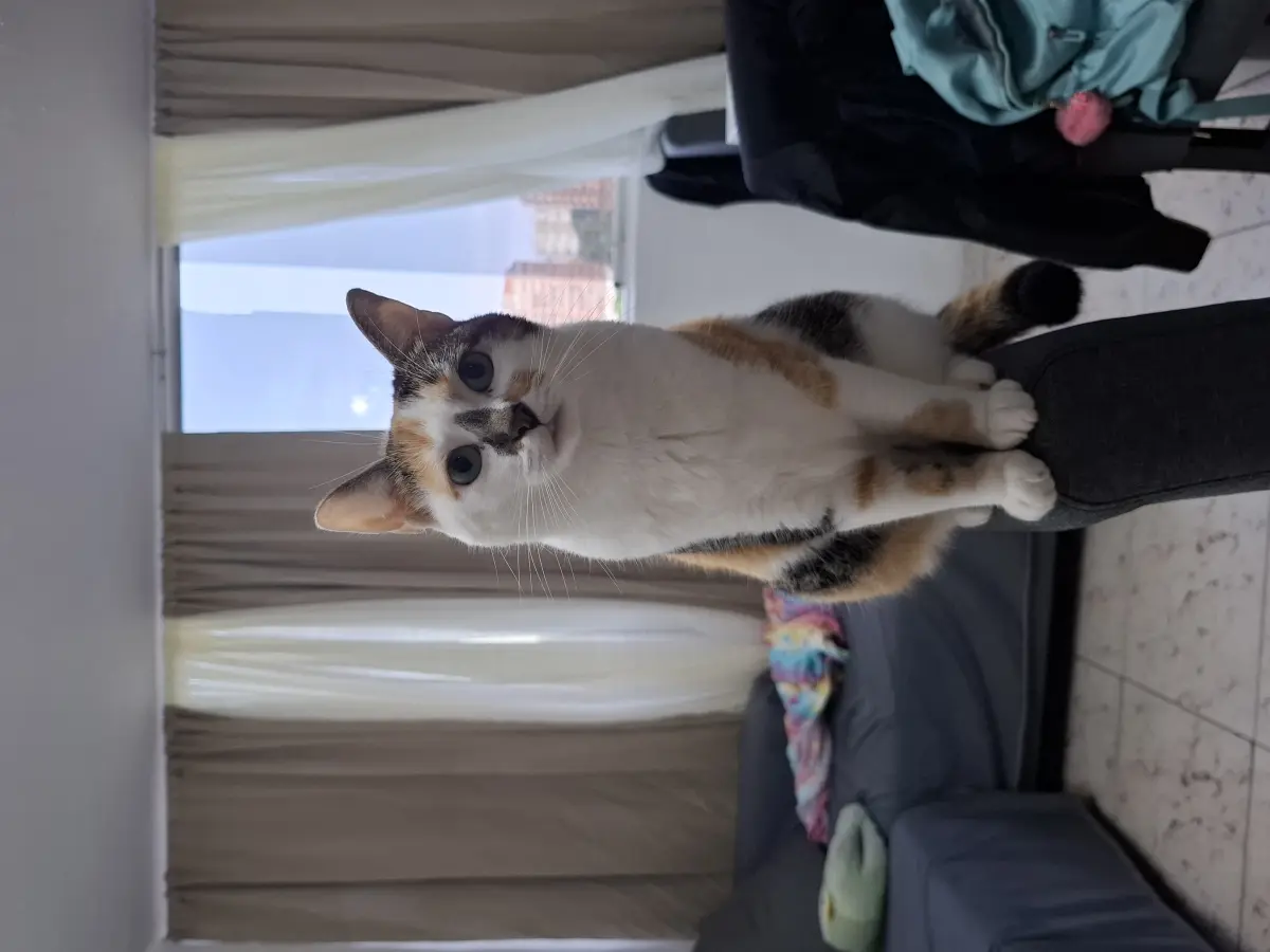 Chimichurri Nala
