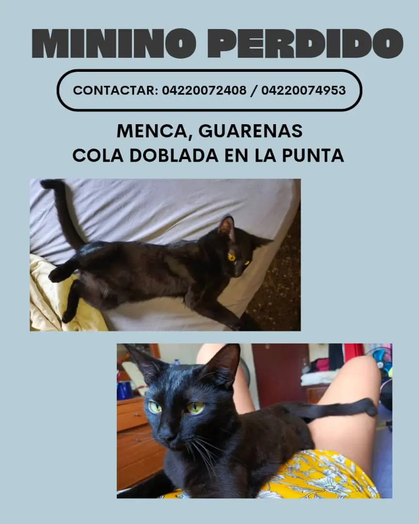 Chimuelo