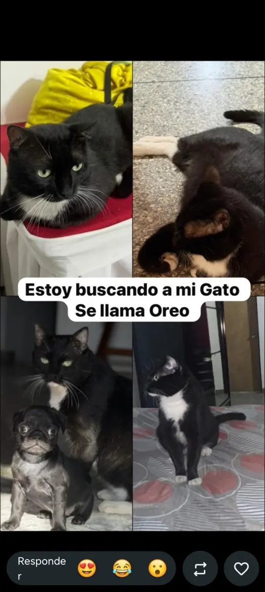 Oreo