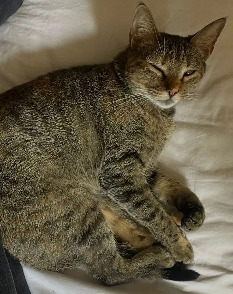 Lolita bizcocha