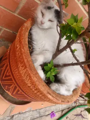 Blanca