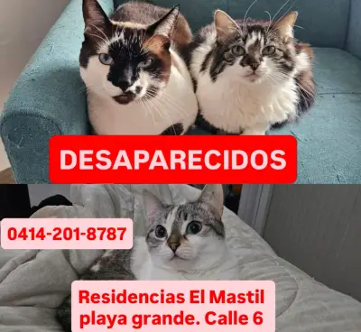 GATITOS EXTRAVIADOS