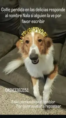 Collie responde con el nombre de nalade