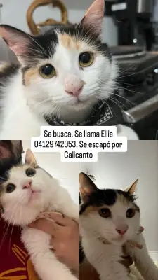 Ellie