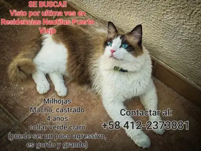Perro perdido