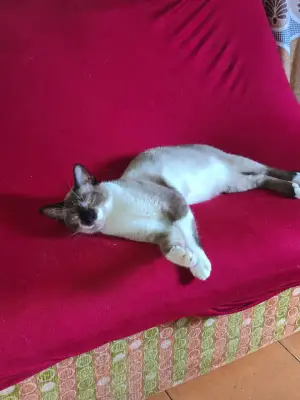 Kitty