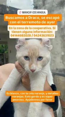 Draco