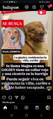 Magna