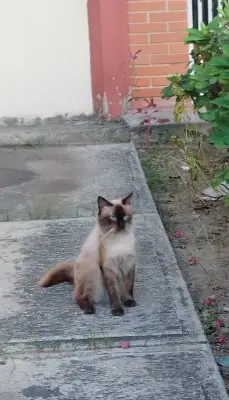 Milikao