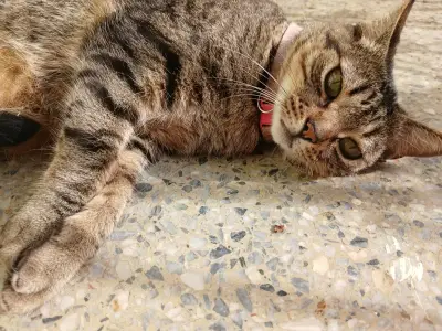 nala