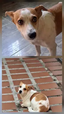 Princesa