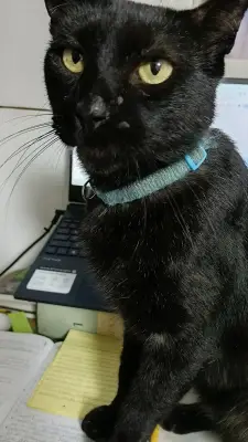 Pantera