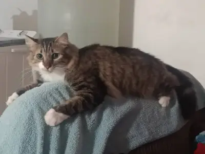 Pancho — foto 3