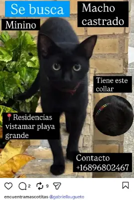 Foto de Minino, reunida con su familia
