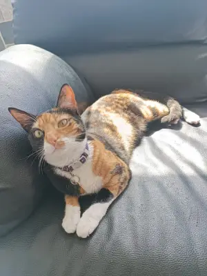 Nika