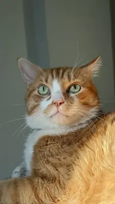 CATIRE