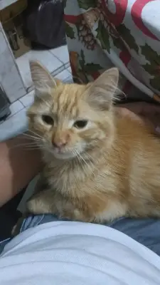 Gregorio (gato)