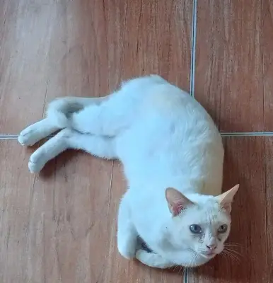 Bebe