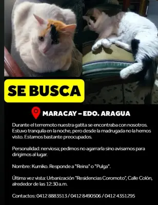 Kumiko. Responde a "Reina" o "Pulga"
