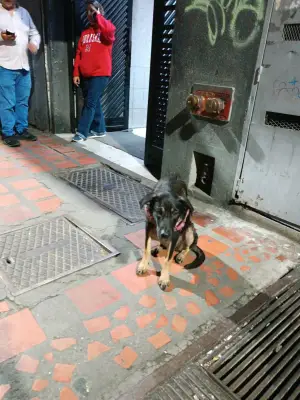 Perro perdido