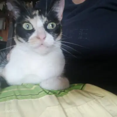 Michi