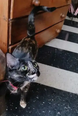 Tina