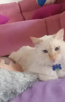 Mi gato se llama Copito gato d 5 años es blanco peludo y grande