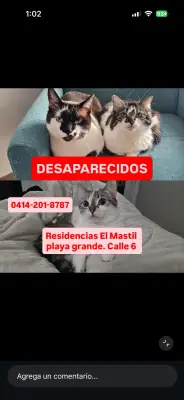 Perro perdido