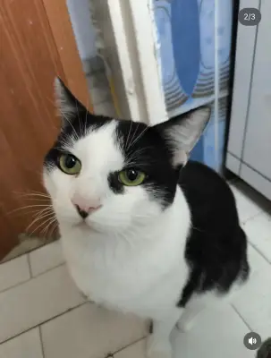 Gato perdido — foto 2