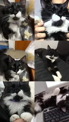 Tulio