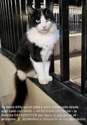KITTY