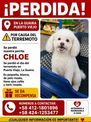 Perro perdido