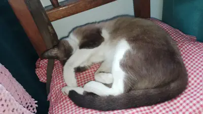 Niño