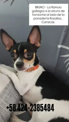Bruno