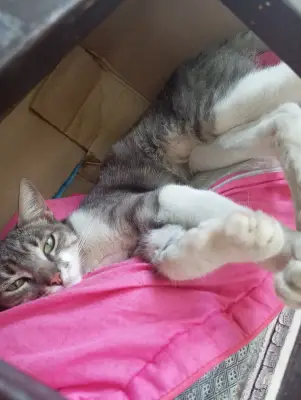 Cleo