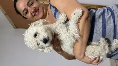 Perro perdido