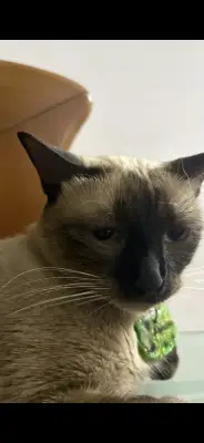 Princesa