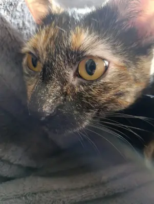 Pellie — foto 4