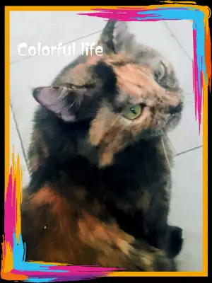 Tomyli