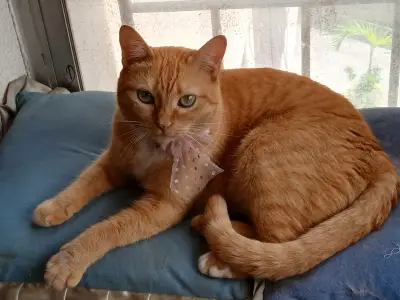 Catira