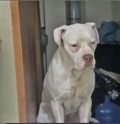 Roko