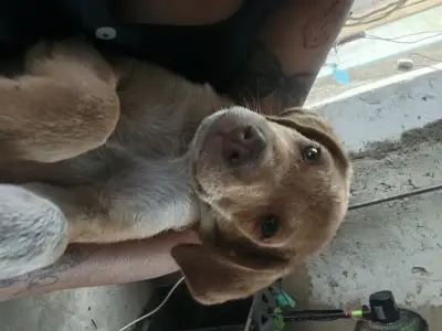 Samba