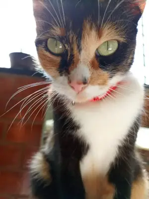 Harley