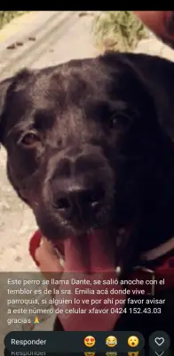 DANTE