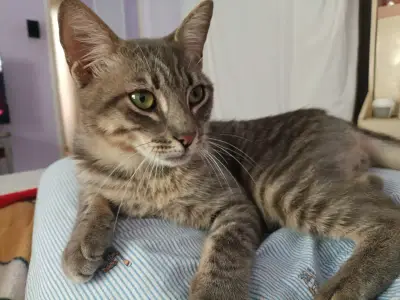 Mateo