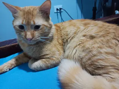 Tomy José