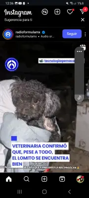 Perro perdido