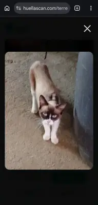 Mititu