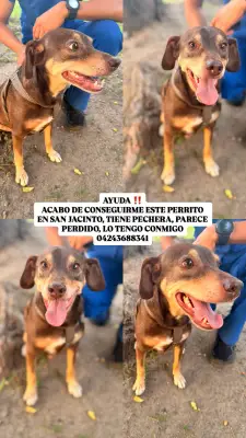 Perro perdido